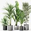 Colección de plantas 1041