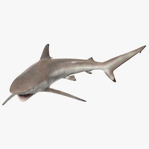 Spinner Shark or Carcharhinus Brevipinna 3D model