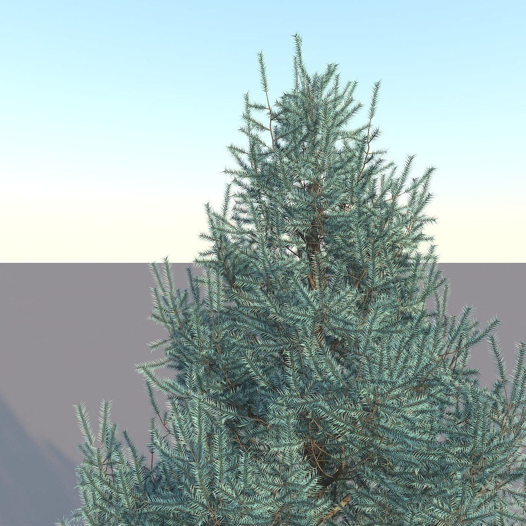 Spruce Tree 3d Model