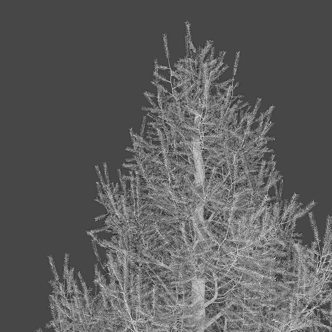 Spruce Tree 3d Model