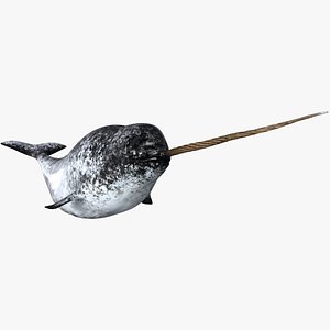 Narwhal