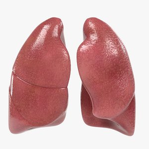 3ds lungs