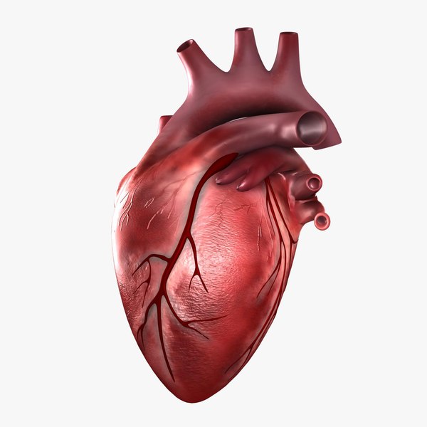 c4d human heart