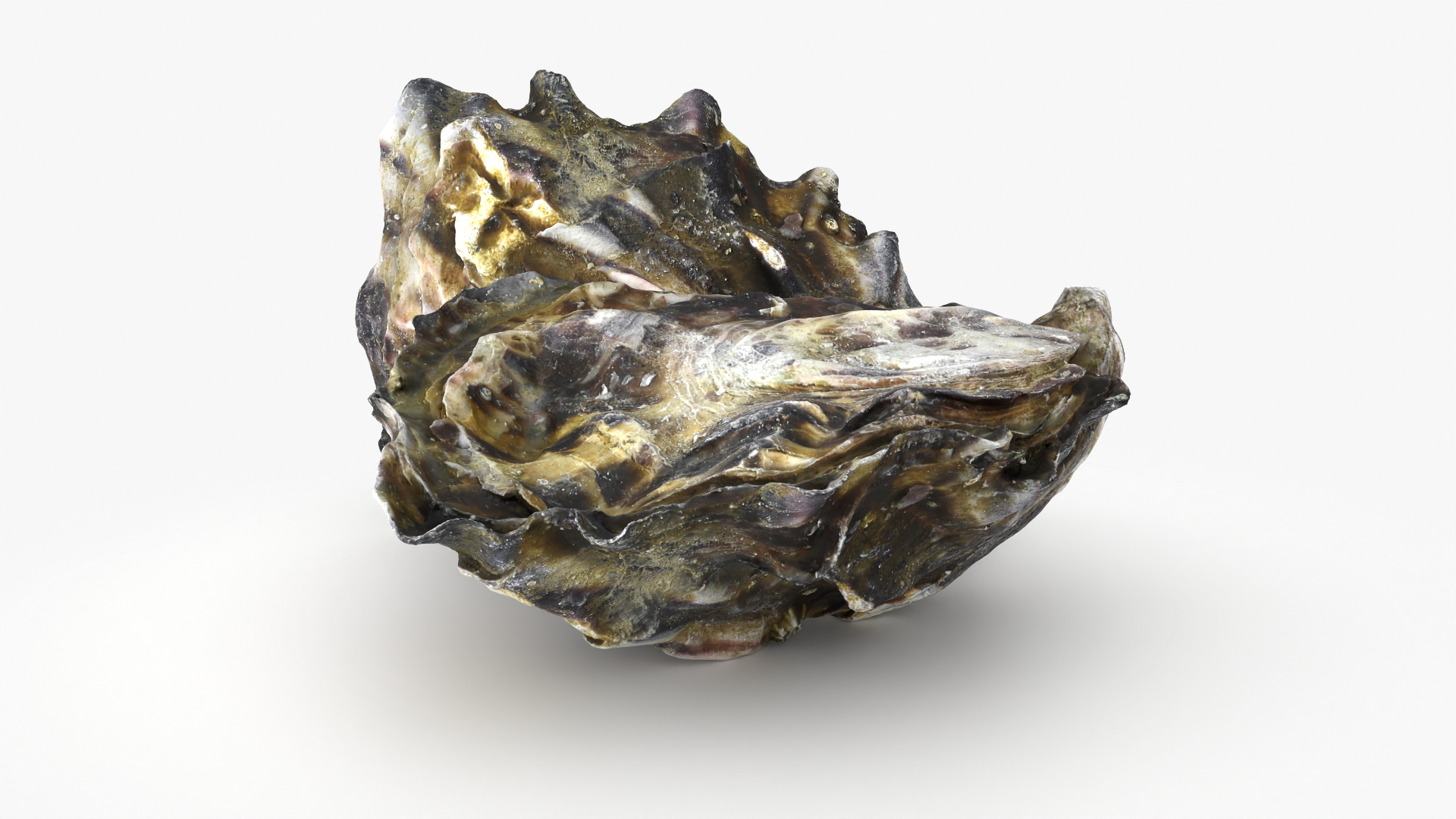Oyster Shells 02 3D model https://p.turbosquid.com/ts-thumb/gC/hSL9G6/95/oyster02shells/png/1747677542/1920x1080/turn_fit_q99/8b8373684bb5fd882d7ffb5bc00978ad2a85573b/oyster02shells-1.jpg