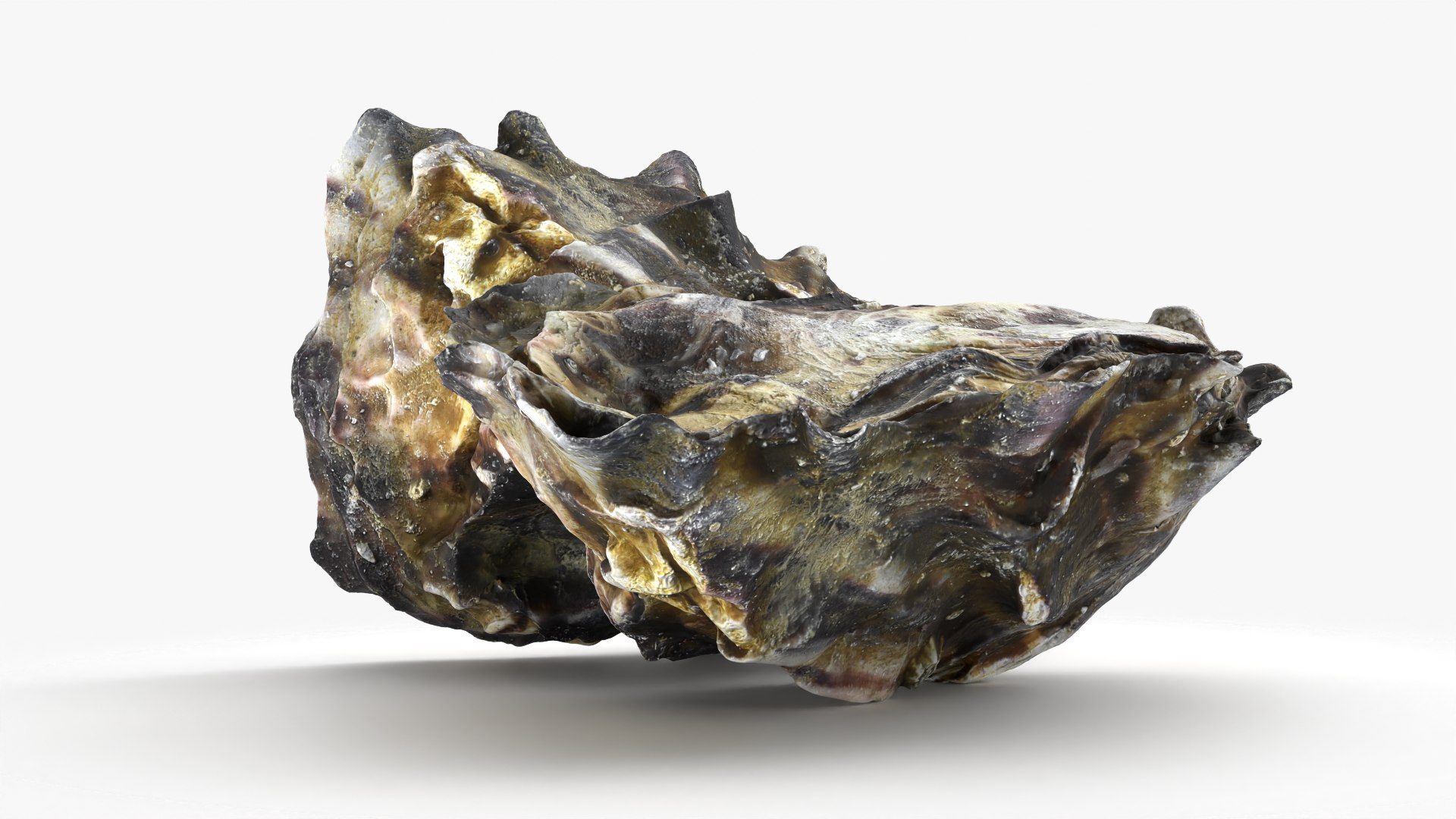 Oyster Shells 02 3D model https://p.turbosquid.com/ts-thumb/gC/hSL9G6/C2/oyster02_09/png/1747676798/1920x1080/fit_q87/f949d3c0dc586c67e3c8c6502e7b3cda21e1485e/oyster02_09.jpg