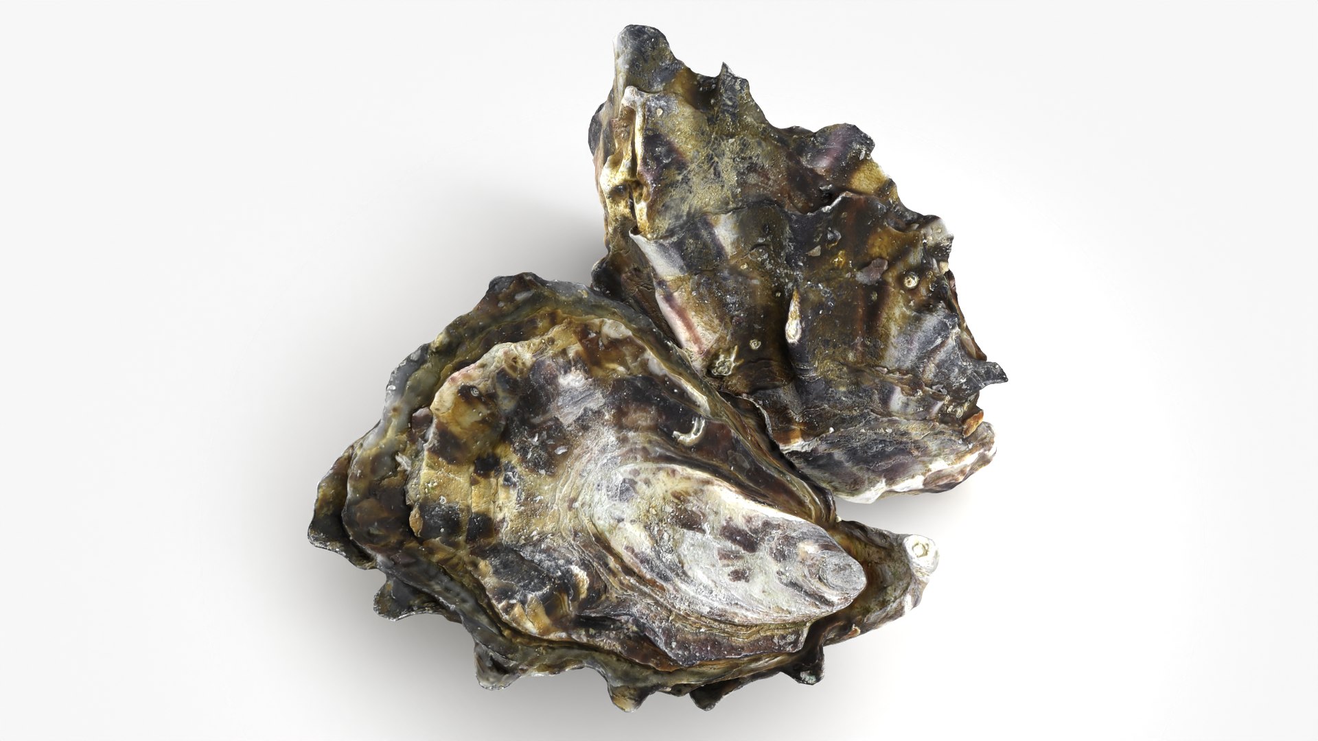 Oyster Shells 02 3D model https://p.turbosquid.com/ts-thumb/gC/hSL9G6/Dy/oyster02_08/png/1747676796/1920x1080/fit_q87/5e17610a561e2f89b1878d7b764c3a7ea9cacb10/oyster02_08.jpg