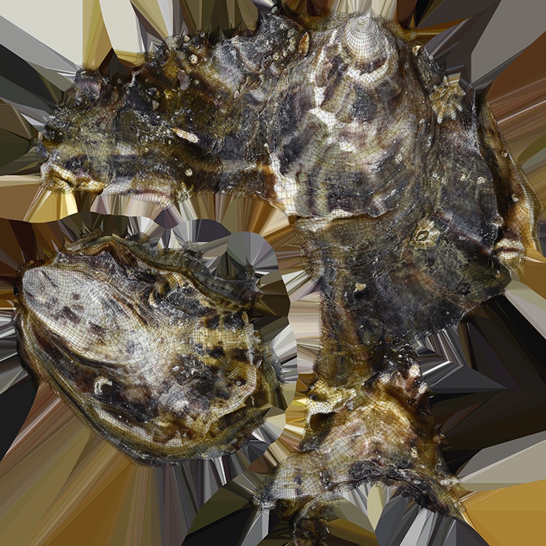 Oyster Shells 02 3D model https://p.turbosquid.com/ts-thumb/gC/hSL9G6/IS/oyster02_x0004/png/1747676808/1920x1080/fit_q87/e11185b501527cc0be0b423b41d06a26a882b8d3/oyster02_x0004.jpg