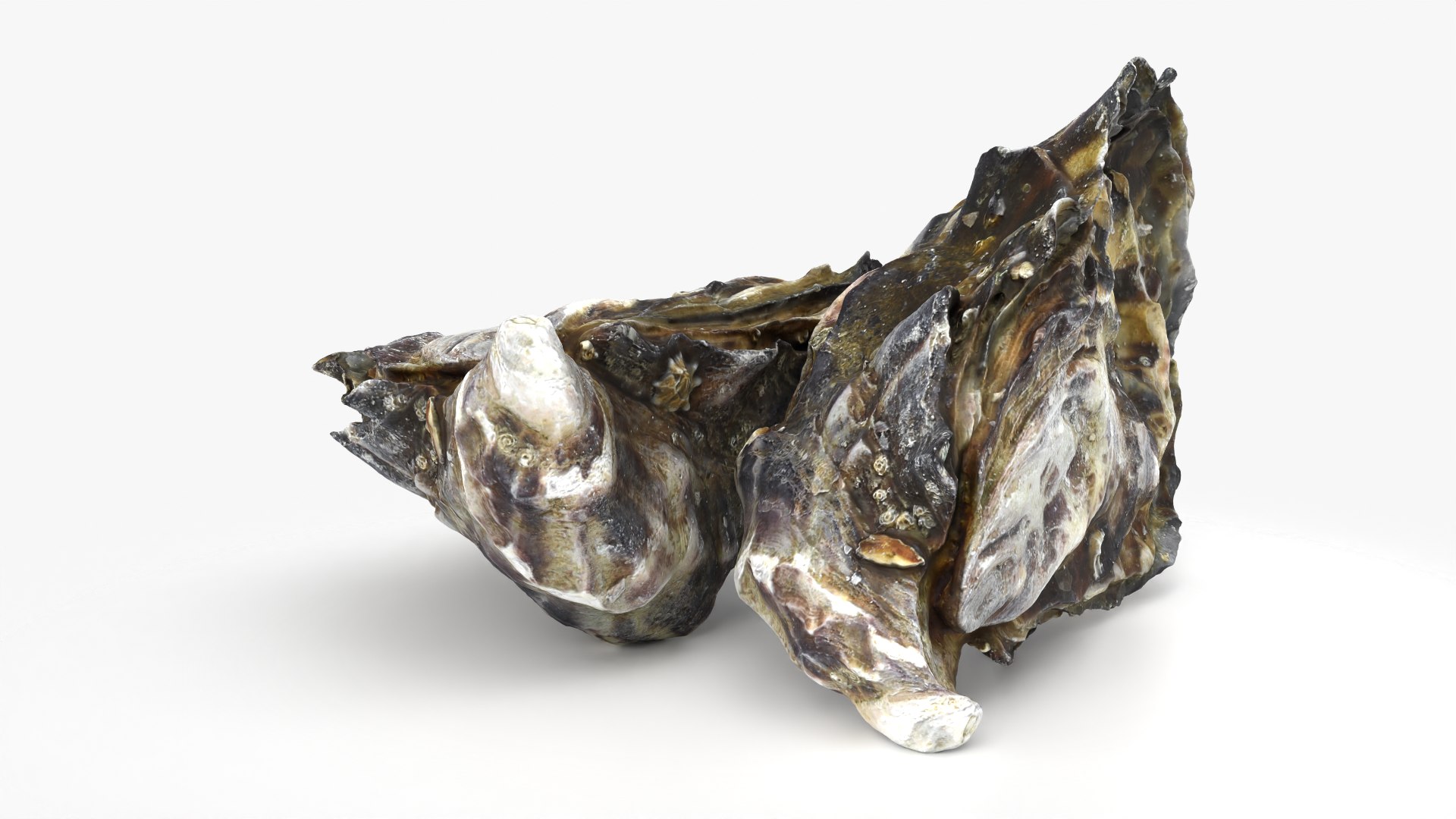 Oyster Shells 02 3D model https://p.turbosquid.com/ts-thumb/gC/hSL9G6/JN/oyster02_10/png/1747676803/1920x1080/fit_q87/2f5499c396447bfb8118113f7905c748e35d33bf/oyster02_10.jpg