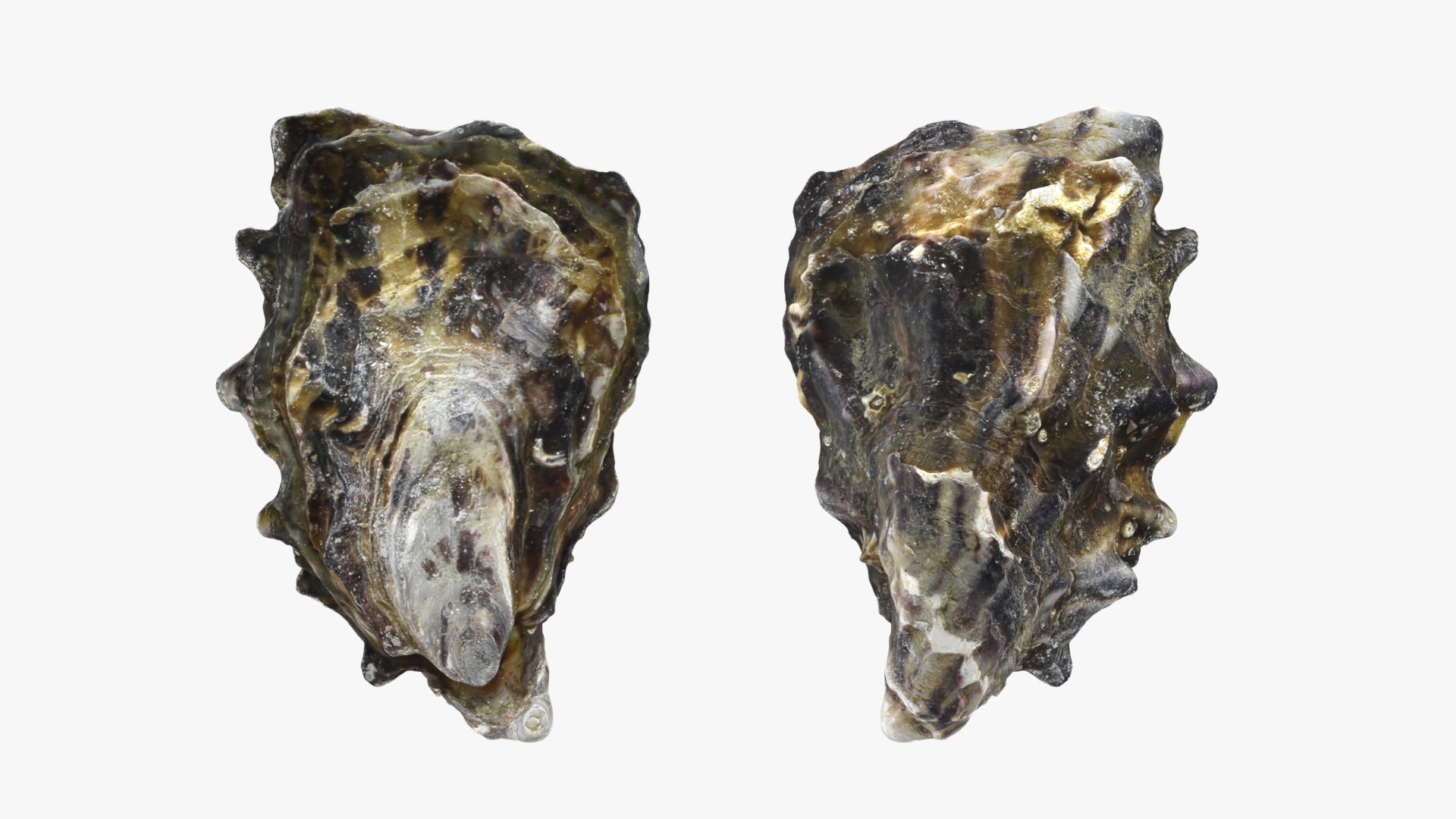 Oyster Shells 02 3D model https://p.turbosquid.com/ts-thumb/gC/hSL9G6/KO/oyster02_13/png/1747676805/1920x1080/fit_q87/00ef301f3ec8e5a7710f75177bac1e414f366d07/oyster02_13.jpg