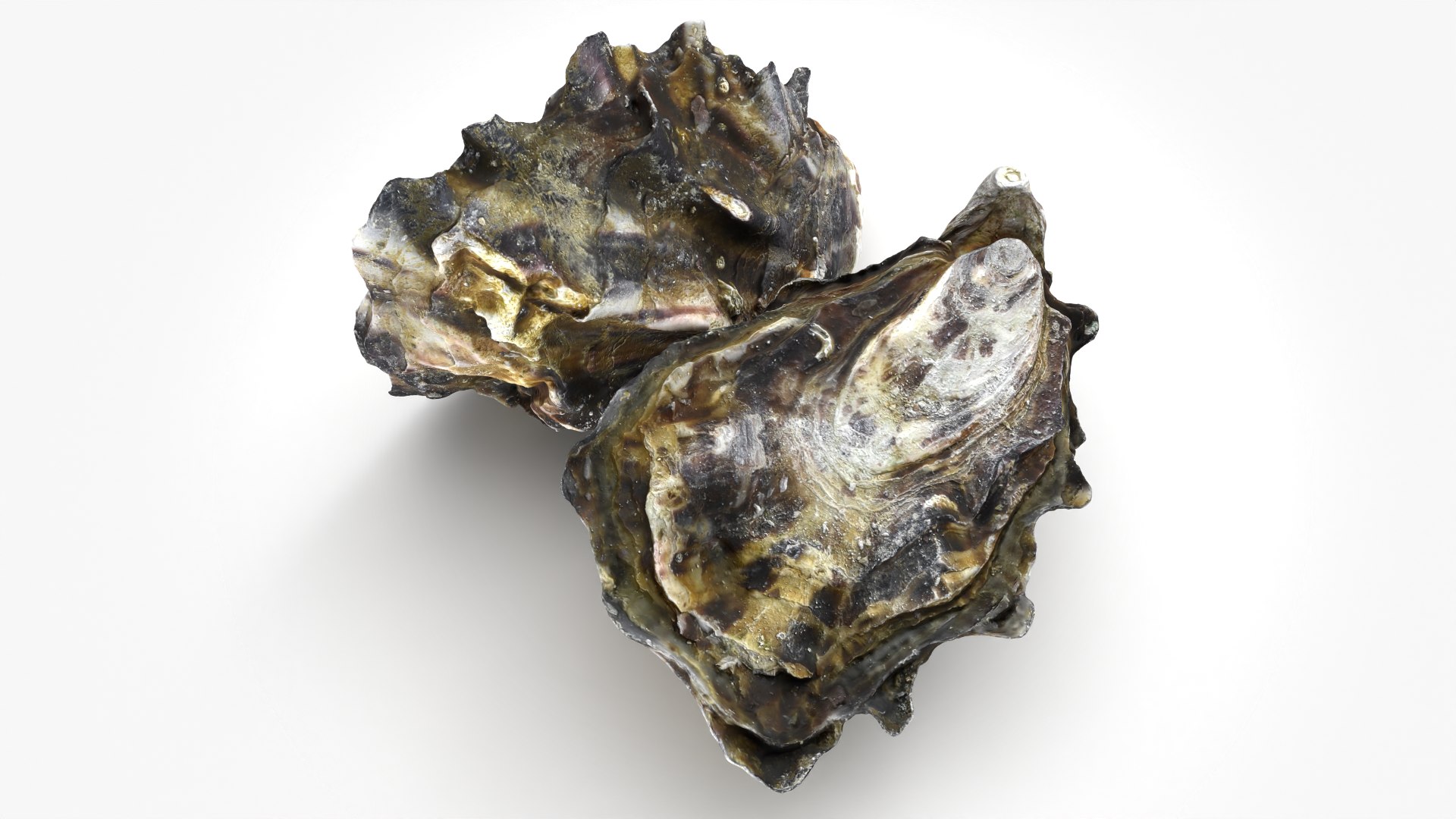 Oyster Shells 02 3D model https://p.turbosquid.com/ts-thumb/gC/hSL9G6/Mr/oyster02_03/png/1747676776/1920x1080/fit_q87/e3fc18c8922cc76d87a309e0f441c18561828d70/oyster02_03.jpg