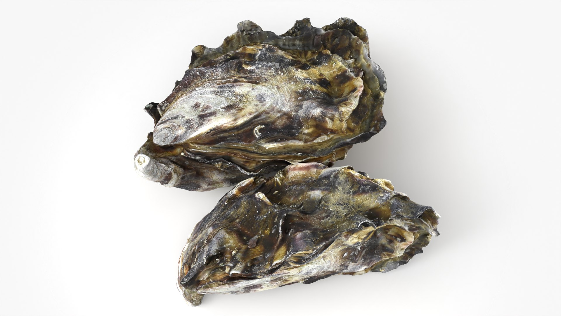 Oyster Shells 02 3D model https://p.turbosquid.com/ts-thumb/gC/hSL9G6/ZN/oyster02_06/png/1747676783/1920x1080/fit_q87/06757a7e382da659ab789087e1bbfa3bdc49c42e/oyster02_06.jpg