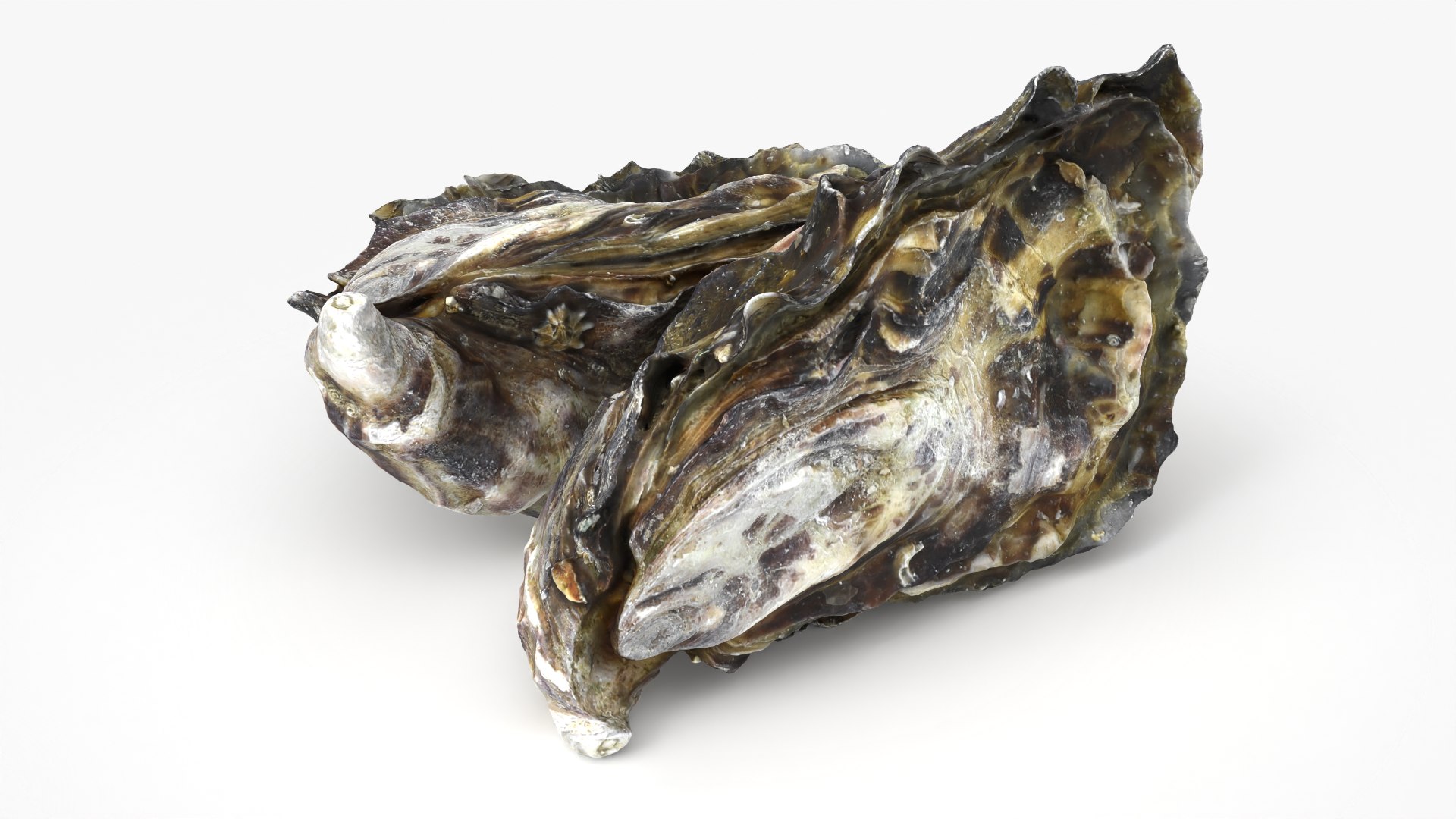 Oyster Shells 02 3D model https://p.turbosquid.com/ts-thumb/gC/hSL9G6/as/oyster02_02/png/1747676775/1920x1080/fit_q87/bc4d37b67d48e186b3bf906abd72ae38cf8960a0/oyster02_02.jpg