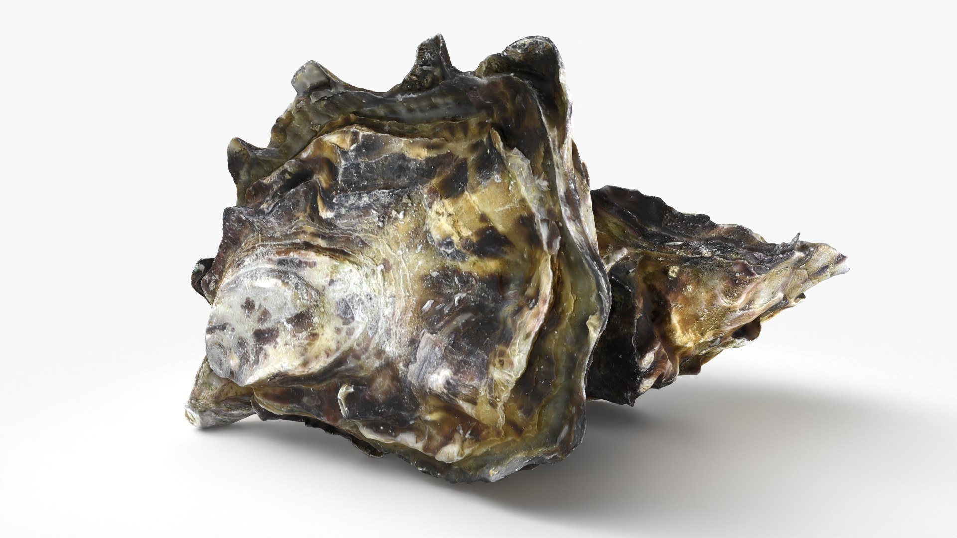 Oyster Shells 02 3D model https://p.turbosquid.com/ts-thumb/gC/hSL9G6/jU/oyster02_05/png/1747676778/1920x1080/fit_q87/c91a781cb482d4ea939679fe4fd51f77070893f9/oyster02_05.jpg