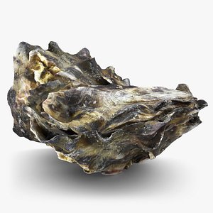 Oyster Shells 02