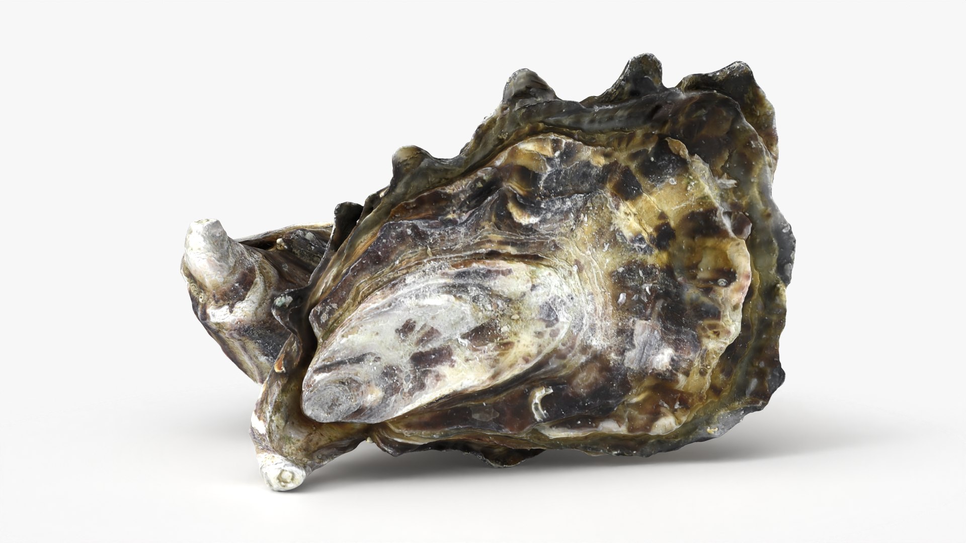 Oyster Shells 02 3D model https://p.turbosquid.com/ts-thumb/gC/hSL9G6/oo/oyster02_07/png/1747676783/1920x1080/fit_q87/f0f4d697f59a66cadac91efbf655b5bd41c86ee6/oyster02_07.jpg