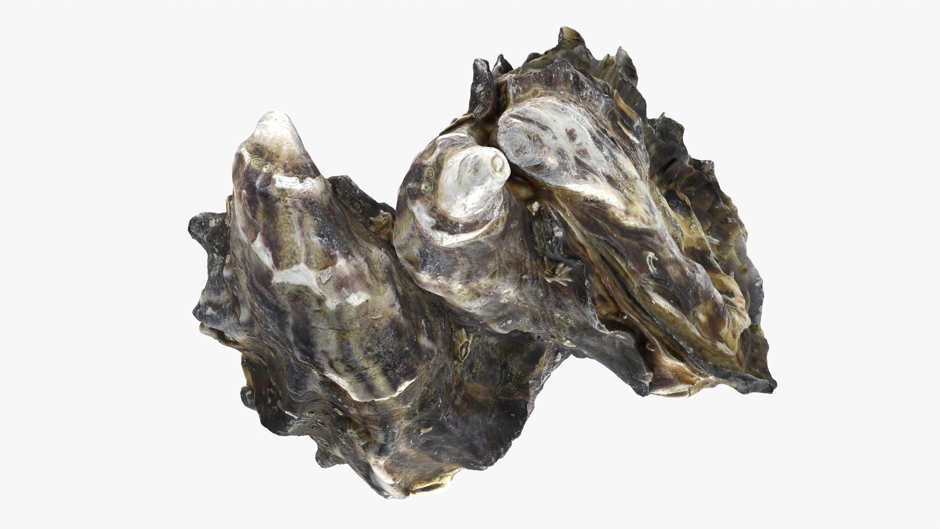 Oyster Shells 02 3D model https://p.turbosquid.com/ts-thumb/gC/hSL9G6/qH/oyster02_11/png/1747676808/1920x1080/fit_q87/bdf60e1e6429ed367a3689bbc35545e4ee204a0e/oyster02_11.jpg