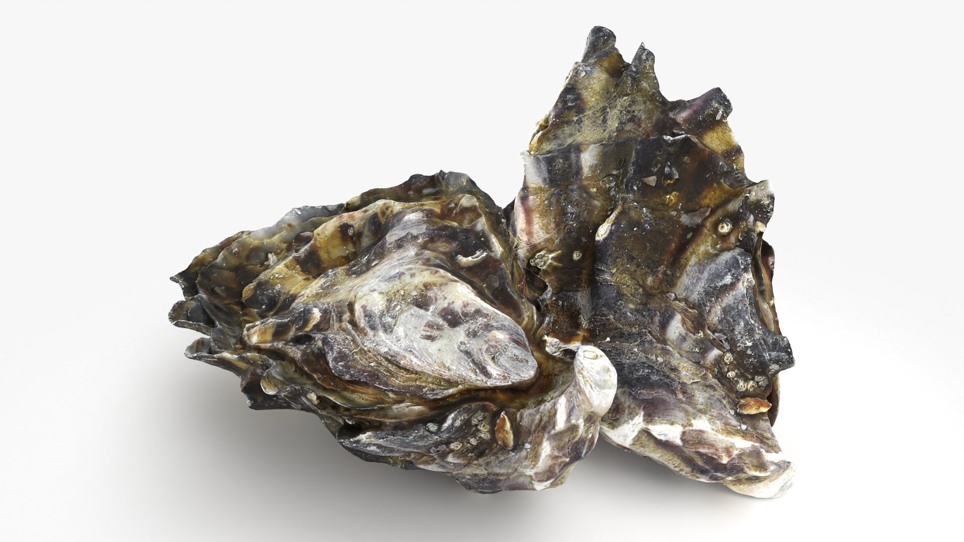 Oyster Shells 02 3D model https://p.turbosquid.com/ts-thumb/gC/hSL9G6/qU/oyster02_04/png/1747676780/1920x1080/fit_q87/e3b5ed950b92083956821c63333269591d338e41/oyster02_04.jpg