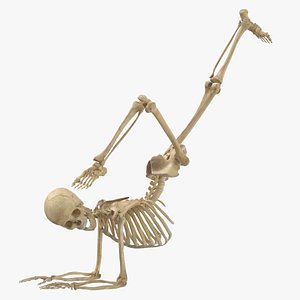 3D Real Human Female Skeleton Pose 90