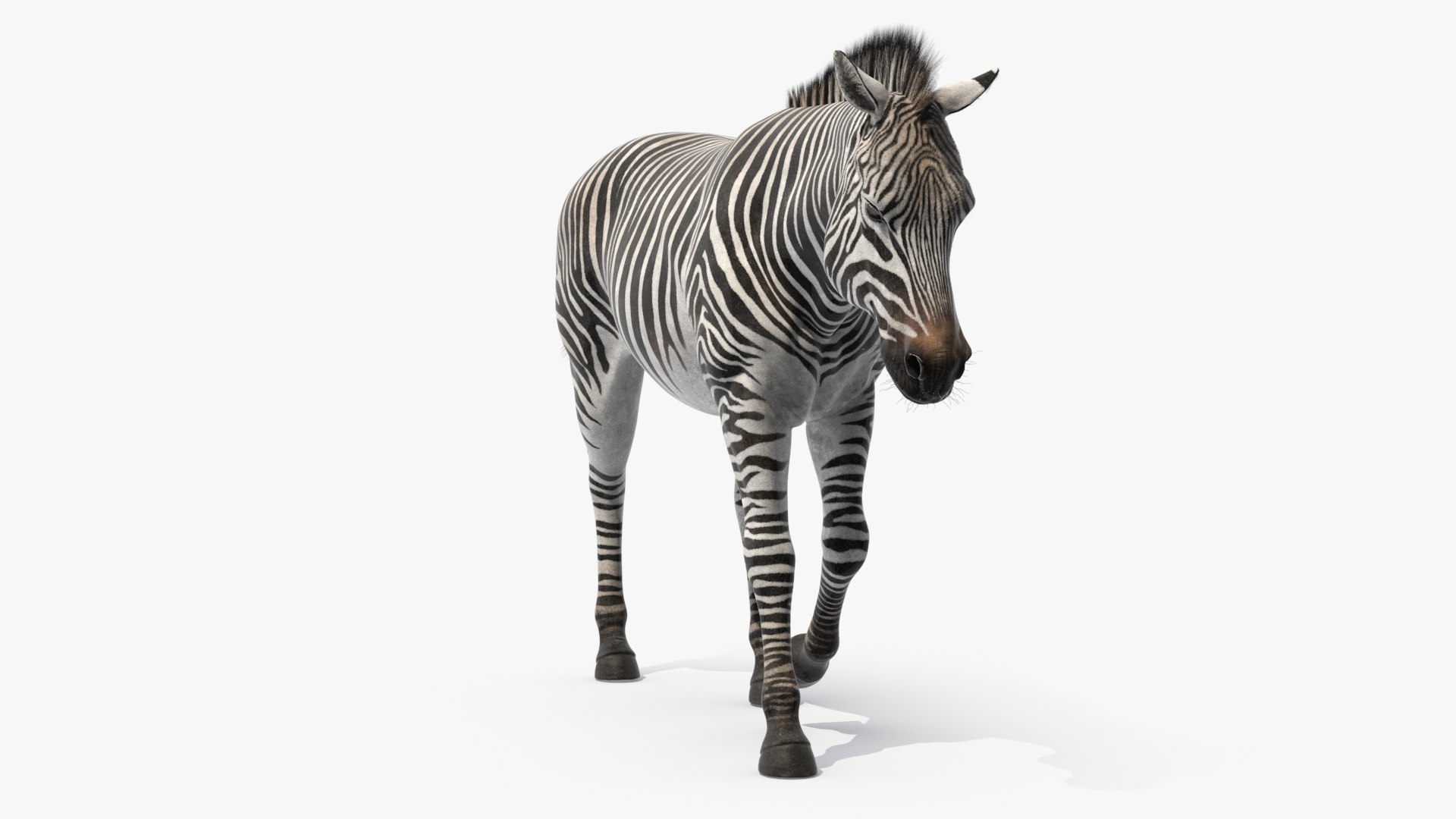 Zebra Adult Walking Fur for Maya 3D model https://p.turbosquid.com/ts-thumb/gC/r9W4BV/CT/zebra_adult_walking_fur_002/jpg/1745392590/1920x1080/fit_q87/5b81aecc01e95380b301c6ccf089f49d9a150e39/zebra_adult_walking_fur_002.jpg