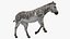 Zebra Adult Walking Fur for Maya 3D model