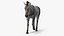 Zebra Adult Walking Fur for Maya 3D model
