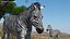 Zebra Adult Walking Fur for Maya 3D model