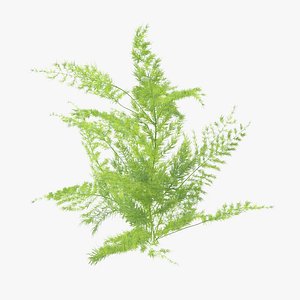 Fern 03 02