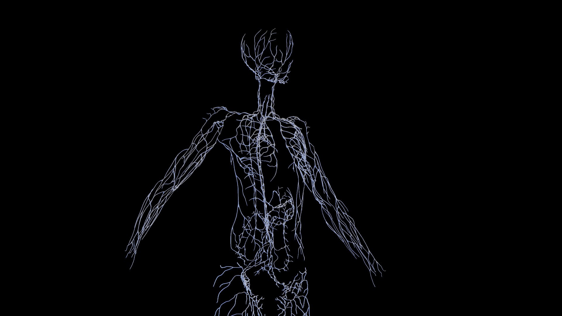 Human Female Lymphatic System 3D model - TurboSquid 2010769