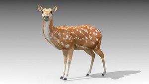 female deer 3D