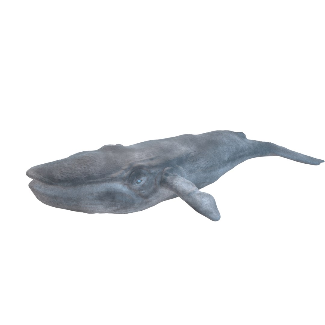 3D blue whale for game https://p.turbosquid.com/ts-thumb/gD/iwtvU3/xR/ll/jpg/1707669840/1920x1080/fit_q87/b941333b4118dbf7cf0dfbc3f10a9e4cf8516e2b/ll.jpg