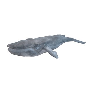 3D blue whale for game