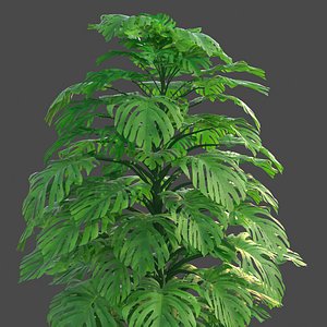 XfrogPlants Swiss Cheese Plant - Monsterra Deliciosa