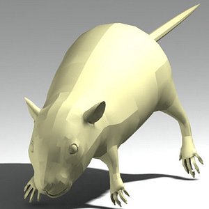 x rat