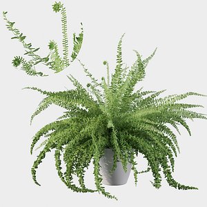 Fern in white pot