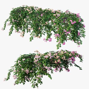 3D rose plant set 31 model