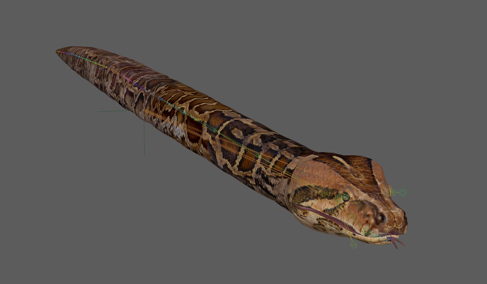 Burmese Python Snake 3D model - TurboSquid 2179579