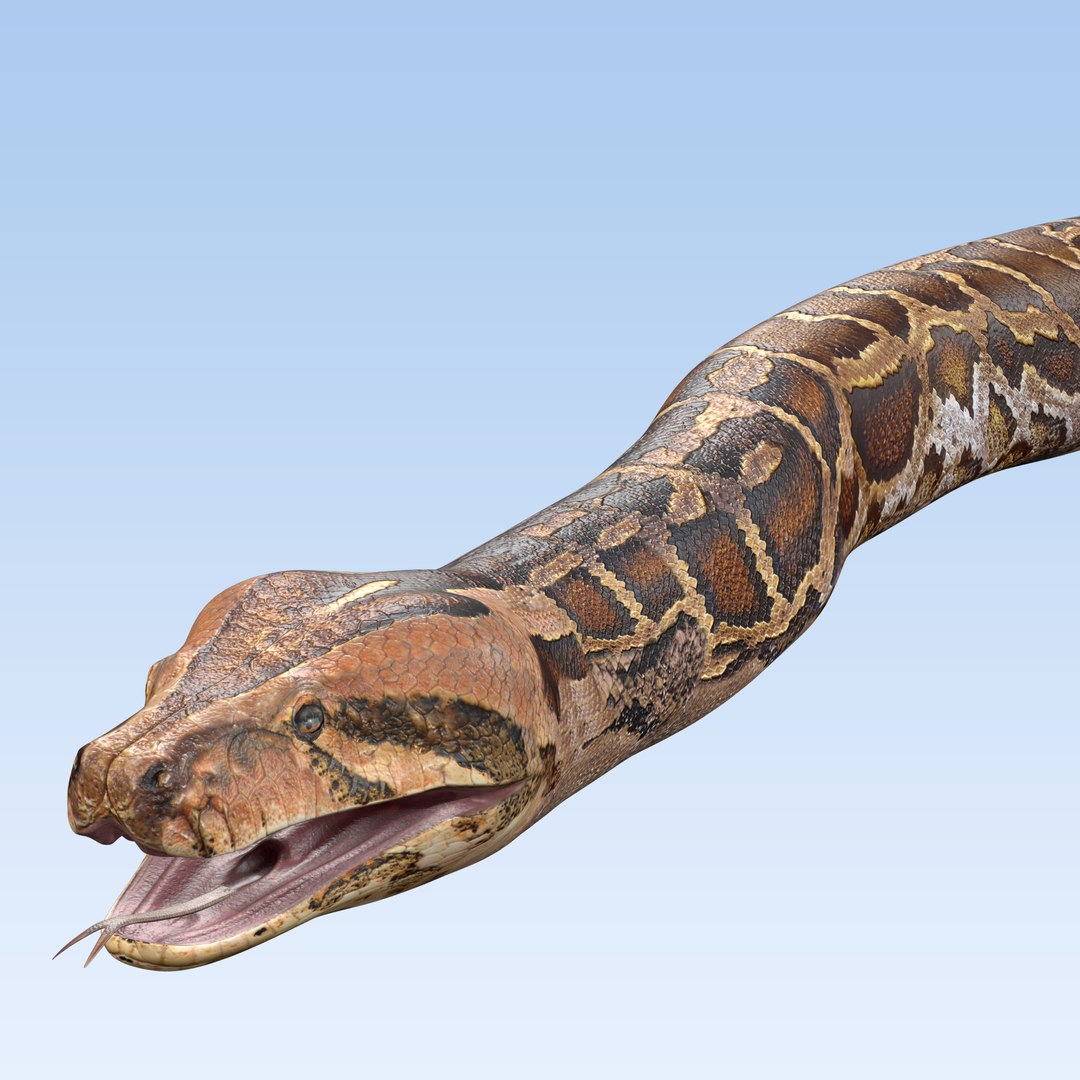 Burmese Python Snake 3D model - TurboSquid 2179579