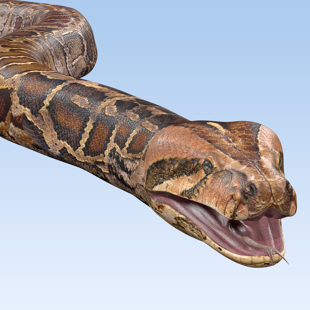 Burmese Python Snake 3D model - TurboSquid 2179579