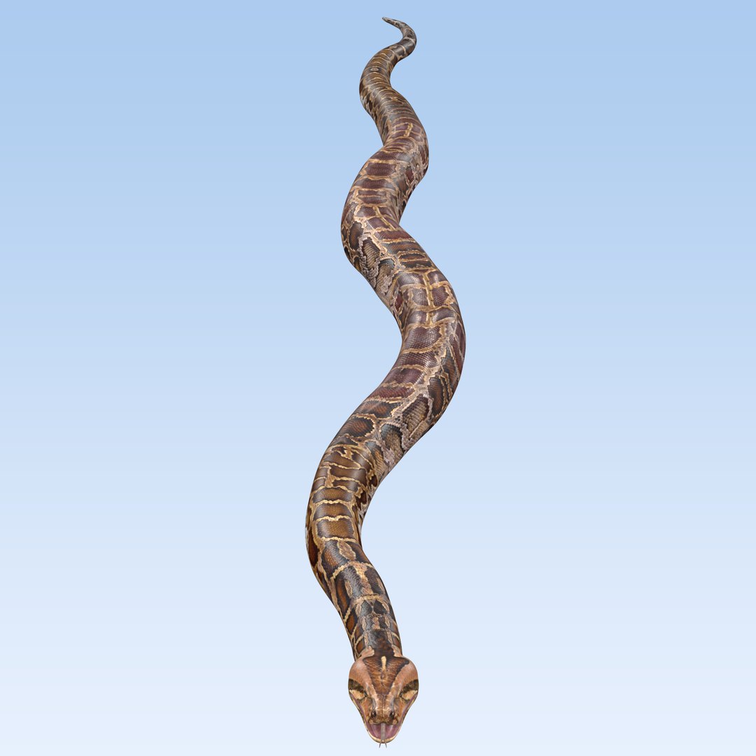 Burmese Python Snake 3D model - TurboSquid 2179579