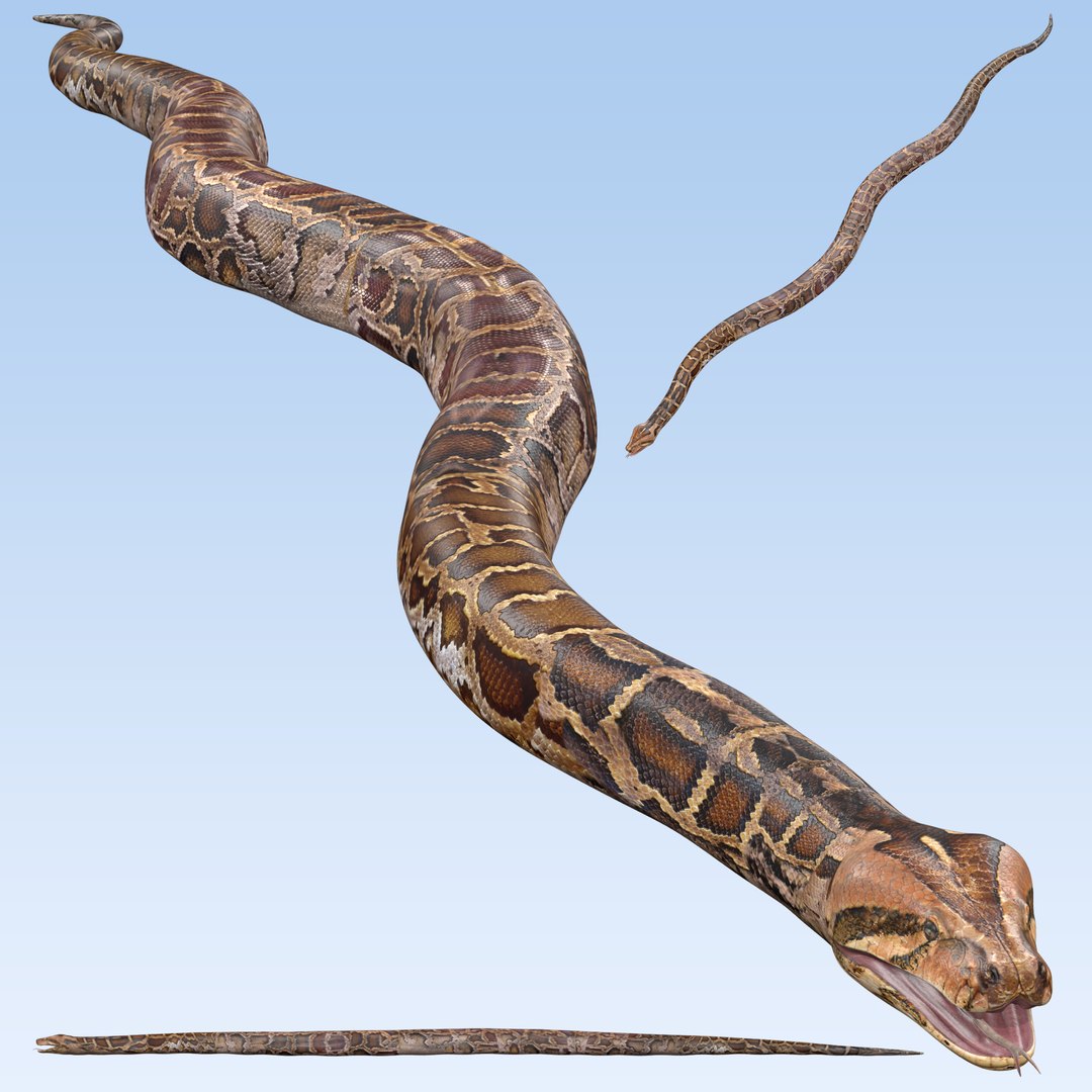 Burmese Python Snake 3D model - TurboSquid 2179579