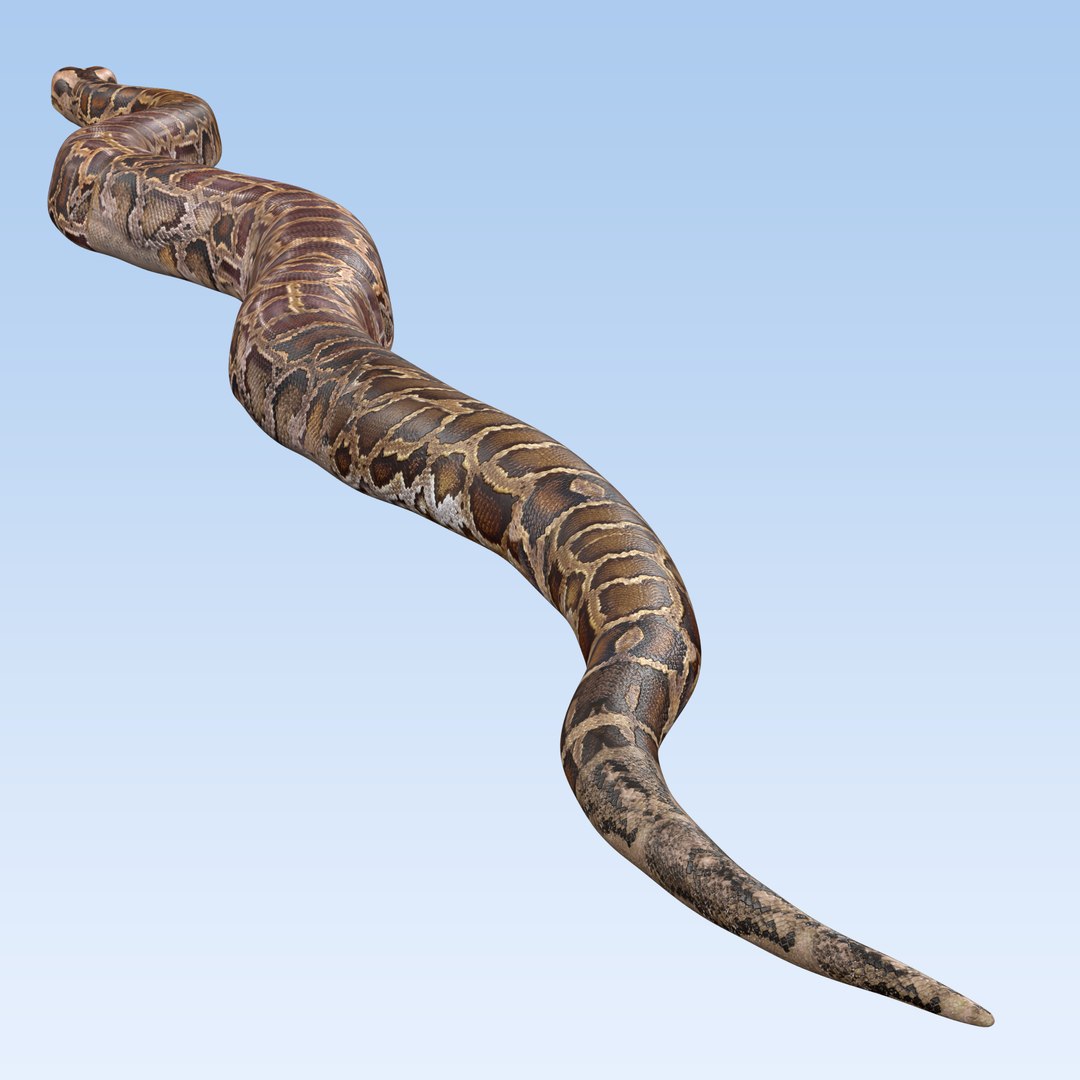 Burmese Python Snake 3D model - TurboSquid 2179579
