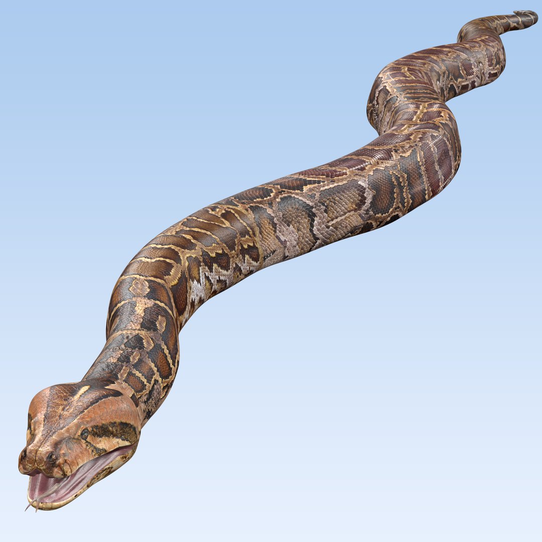 Burmese Python Snake 3D model - TurboSquid 2179579