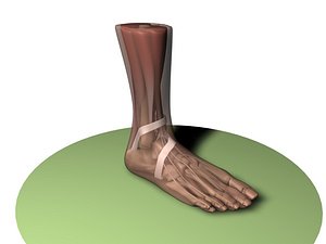 3d foot anatomy