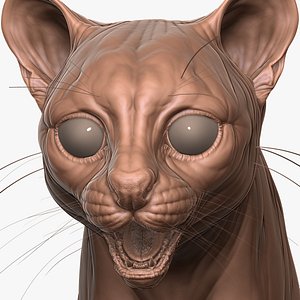 Fully Detailed Margay Cat Zbrush Sculpt 3D model