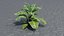 Calathea Zebrina or Zebra plant