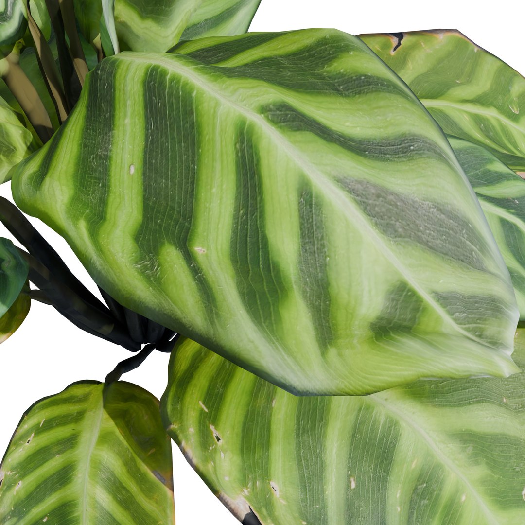 3D Calathea Zebrina or Zebra plant https://p.turbosquid.com/ts-thumb/gE/HaXuFv/XL/5/png/1781261156/1920x1080/fit_q87/ed788b15777e2204242b844222efc77be5038a9c/5.jpg