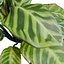 Calathea Zebrina or Zebra plant