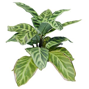3D Calathea Zebrina or Zebra plant