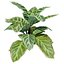 Calathea Zebrina or Zebra plant