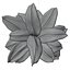 Calathea Zebrina or Zebra plant